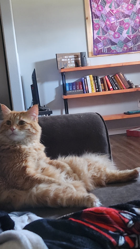 orange maine coon cat sits with legs extended funny pose, industrail famrhouse bookcase handmade wood shelves in background